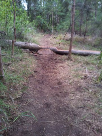 Log roll that ends (or starts) this section of XC trail.